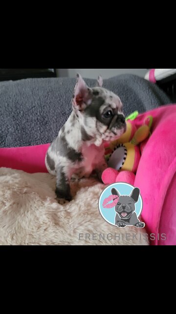 Momma French Bulldog Playing With her Babies