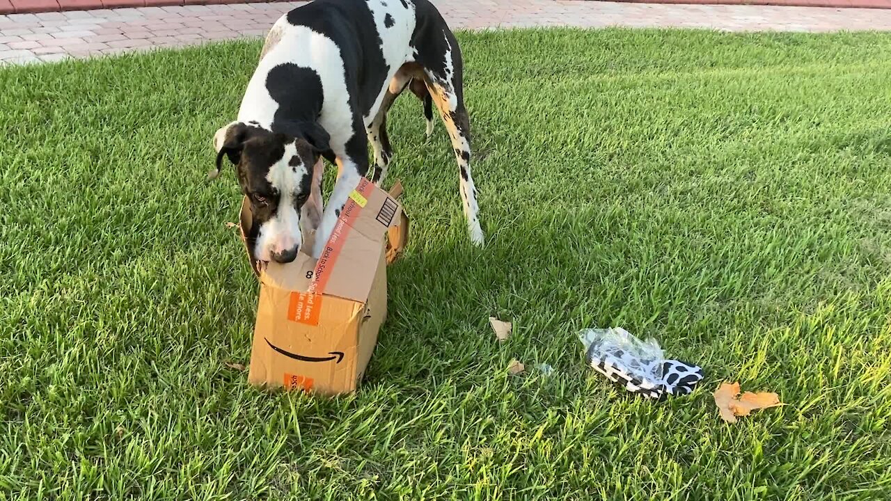 Great Dane attempts to deliver package, decides to open it instead