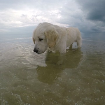 Puppy Trying to catch some dinner