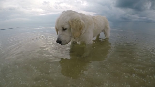 Puppy Trying to catch some dinner