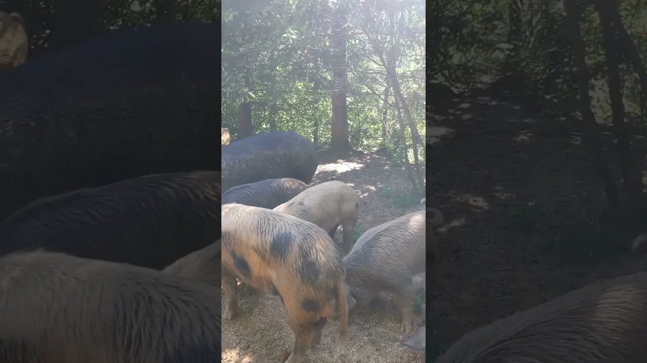 The pigs have been moved to the Poop Hill paddock.