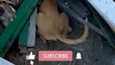 Podenco Dogs 🐕 looking for Rabbit 🐇 | Perros Podenco buscando liebres Собаки Podenco ищут кролика