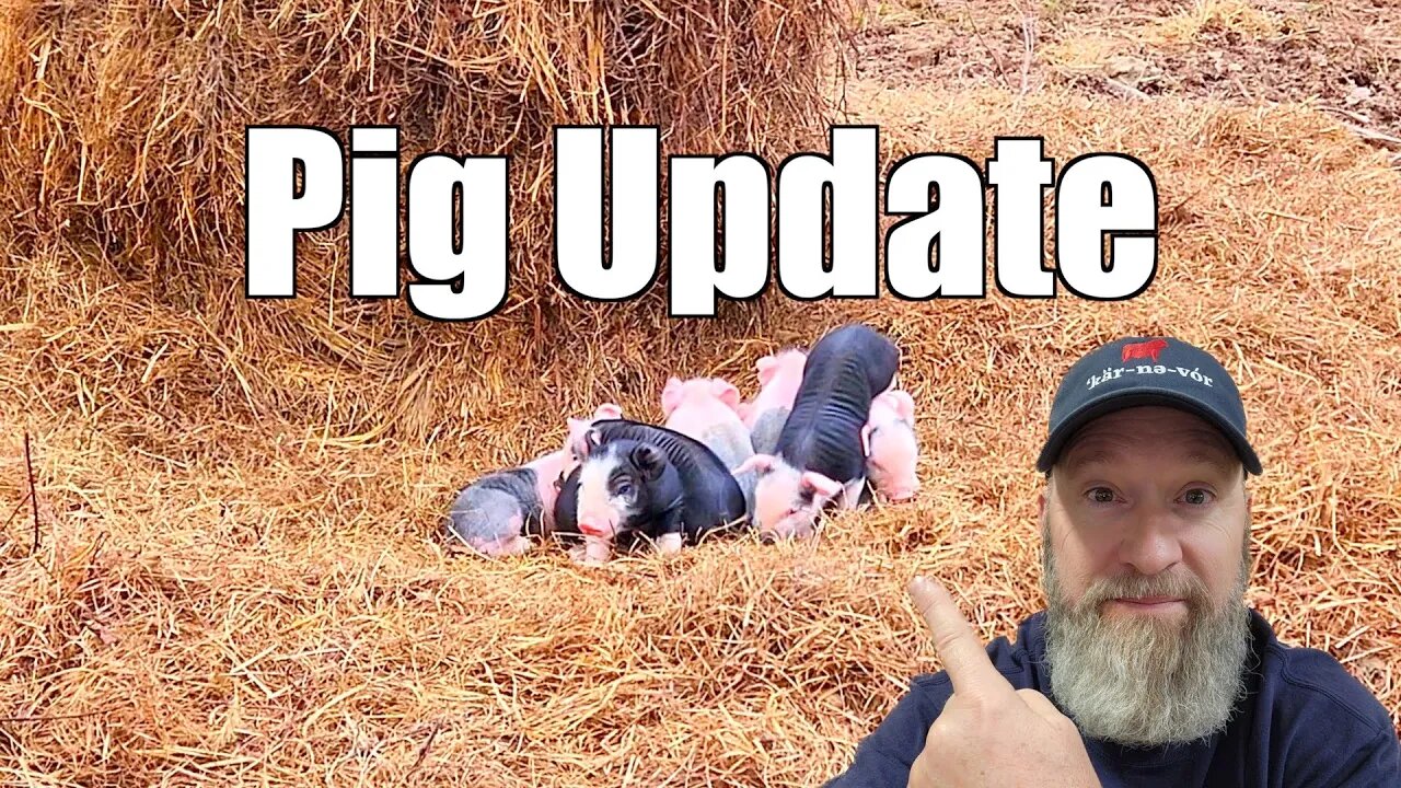 Update on the Pigs and Piglets @UncleTimsFarm