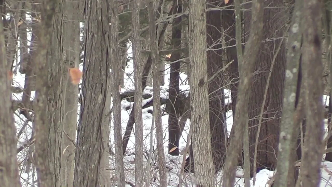 A Quick Look In The Woods For Sasquatch Signs