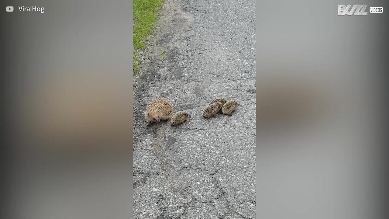 Família de ouriços atravessa a rua em momento fofo