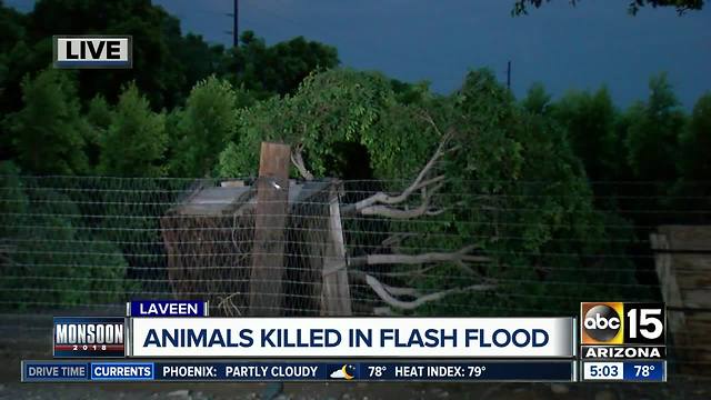 Animals killed in monsoon flooding in Laveen