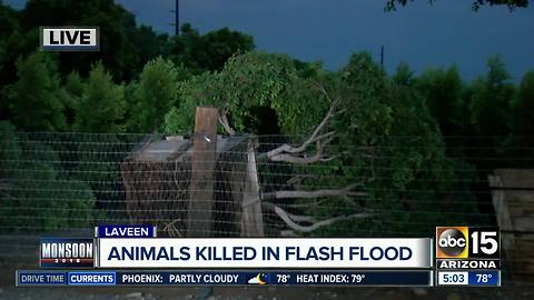 Animals killed in monsoon flooding in Laveen