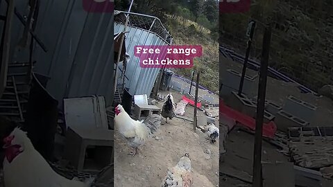 Free range chickens