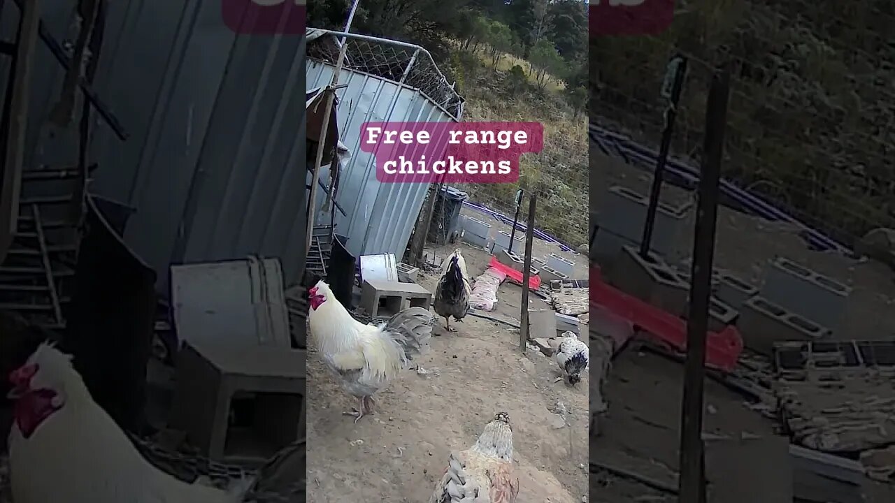 Free range chickens