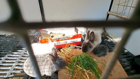 Foster parent Mini Rex for neglected Blue Vienna Bunny out of a big litter of kits rabbits saving