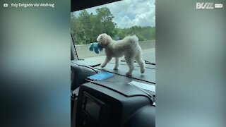 Ce chien a le meilleur siège pour voyager
