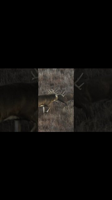 We Had A Buck Absolutely DESTROY Our Decoy!