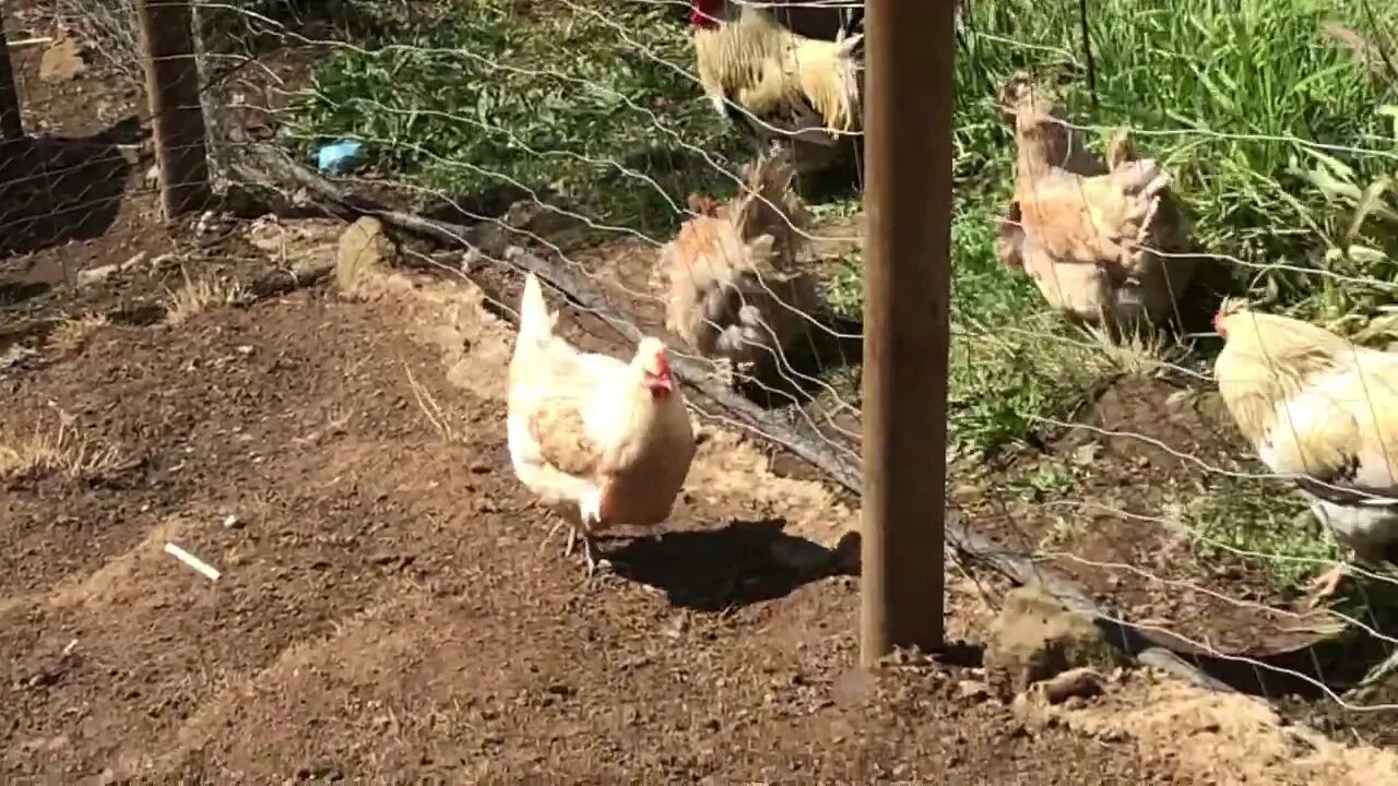 Update on the roosters, hens and Stella the maremma. I say Frank in the second half- I meant Roger