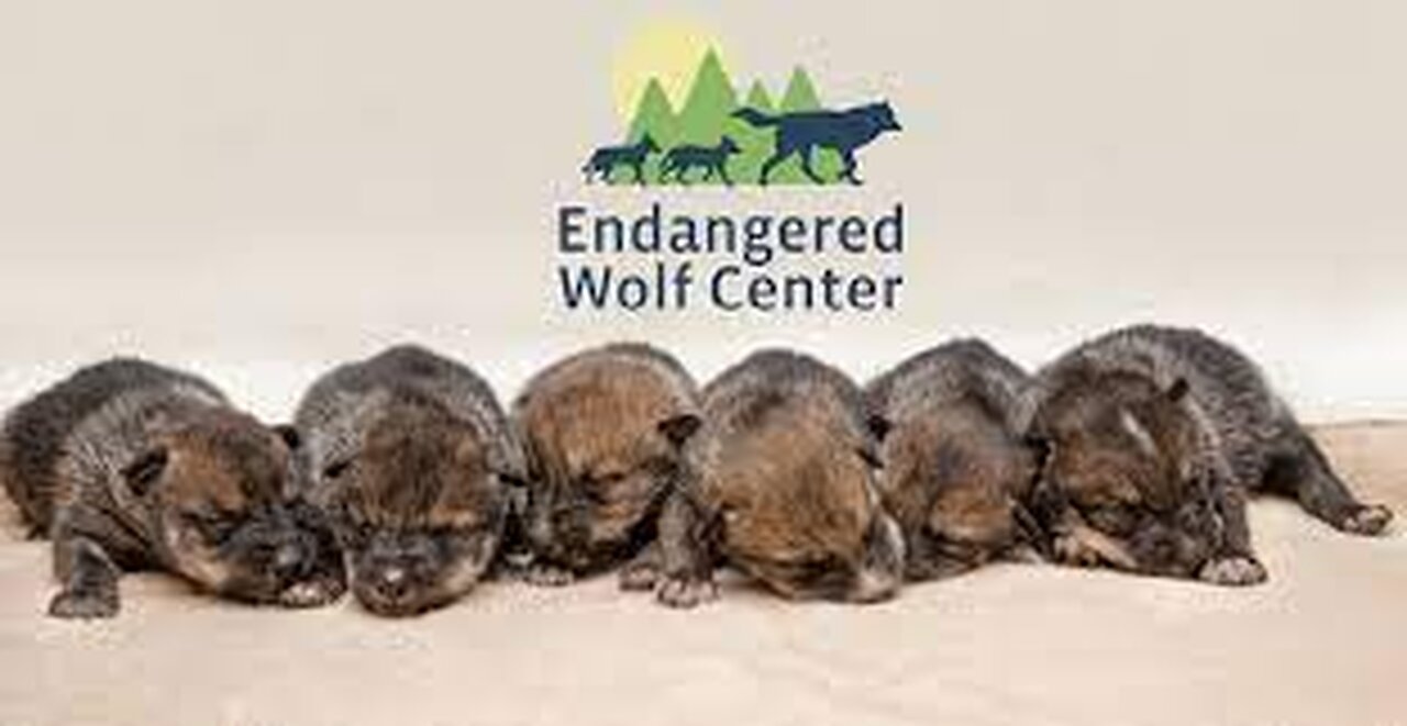 A Mexican wolf pup’s journey into the wild