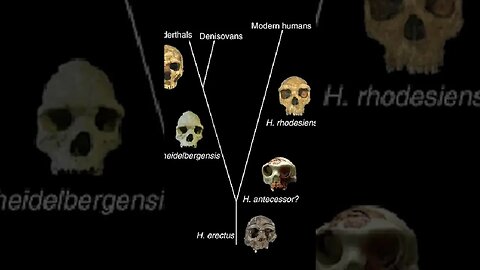 Homo antecessor'un şaşırtıcı dişleri ve çenesi bize ne anlatıyor?💀 #shorts #evrim #darwin #maymun