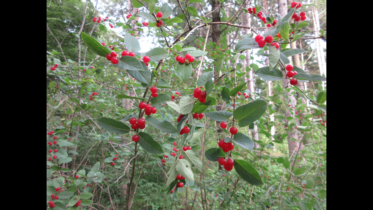 Backyard Beauties Honeysuckle Red Berries July 2021