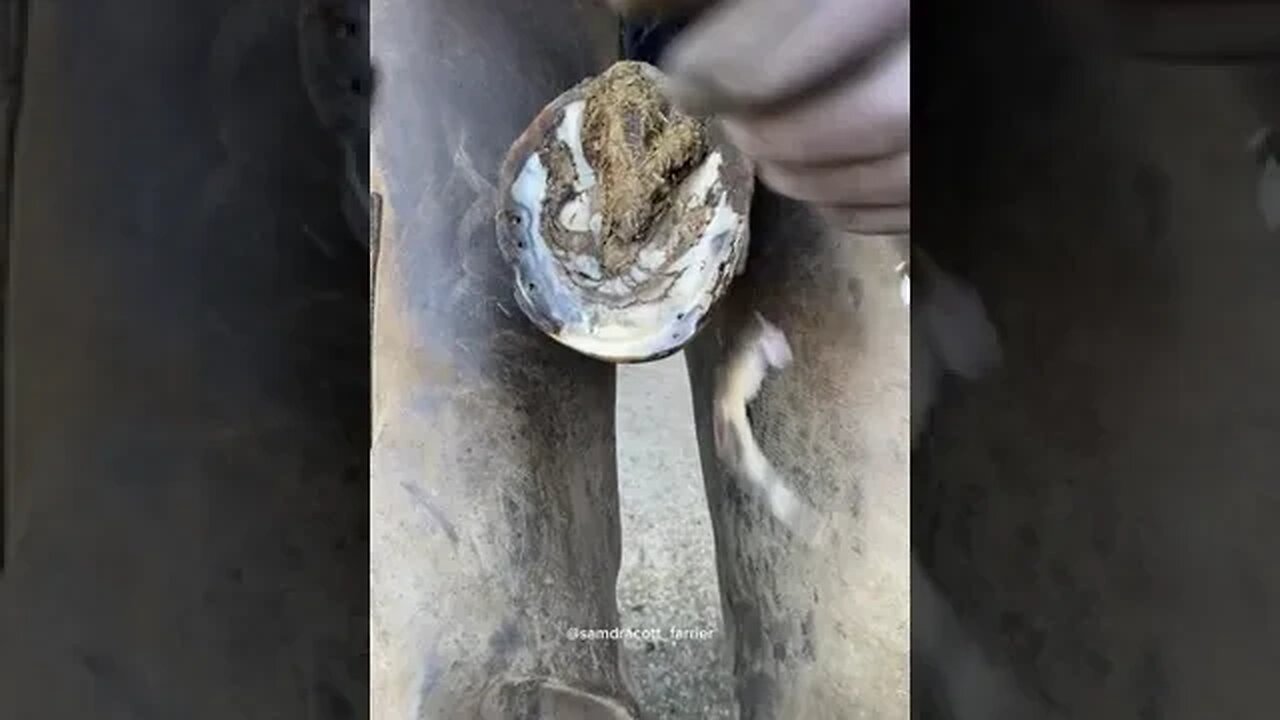 That was a tough one 😅 #samdracottfarrier #farrier #oddlysatisfying #asmr #horse #satisfyingvideos