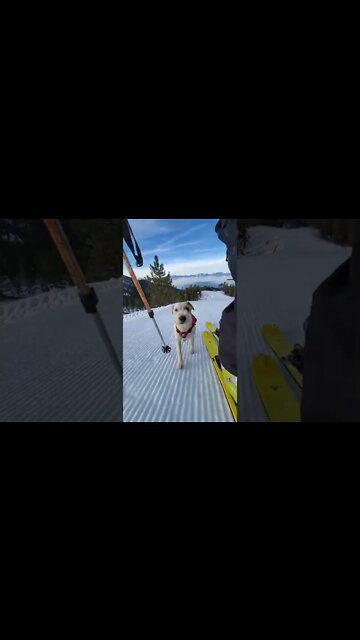 a good service dog 🐕