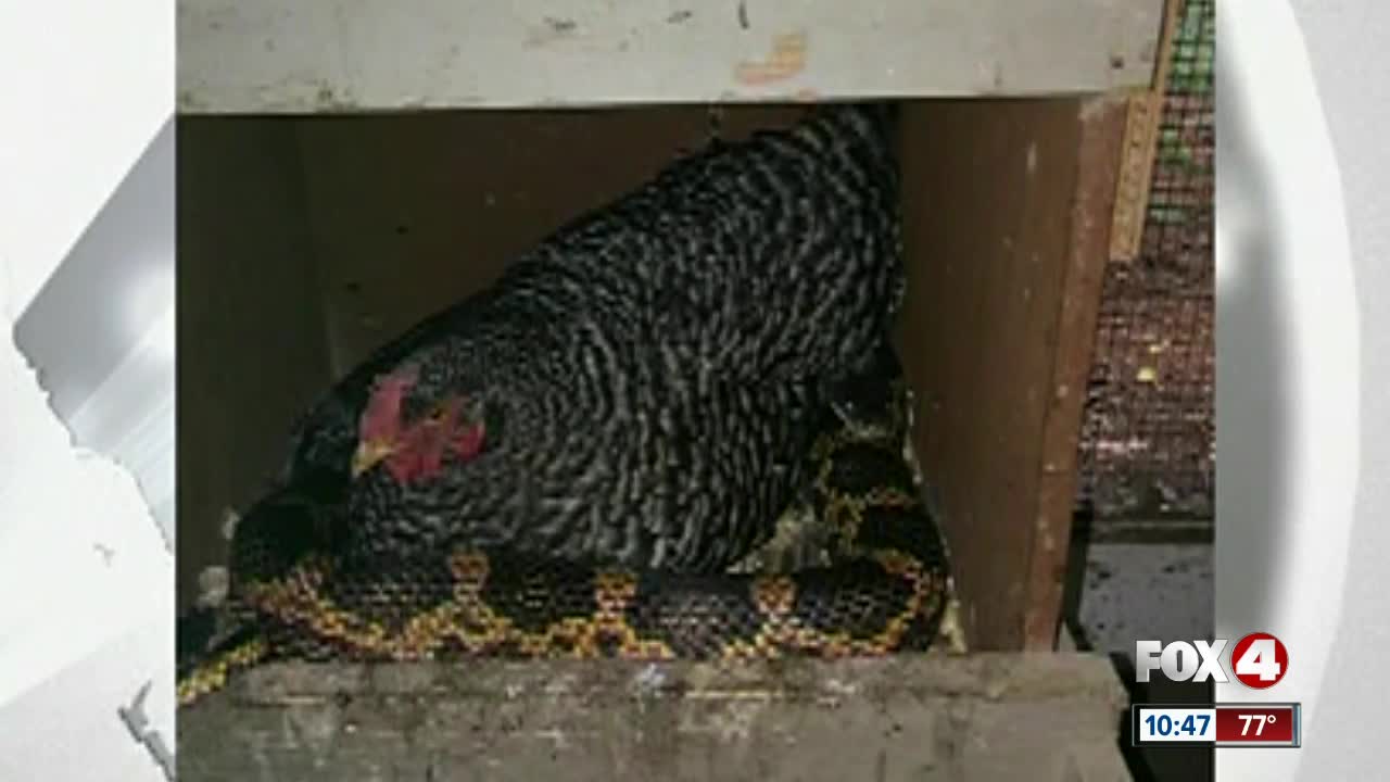 Hen cuddles with giant snake