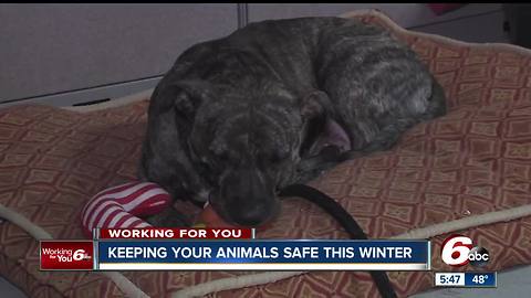 Keeping pets outdoors during extreme winter temperatures is illegal in Indiana