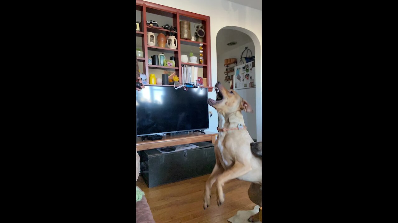 Dog Chomps Down On Quad Copter In Epic Slow Motion