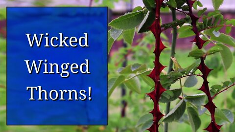 Winged Thorns - One more ornamental feature of roses!