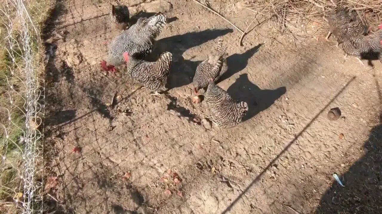 Apples For The Dinosaurs