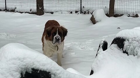 Donnie loves the snow.