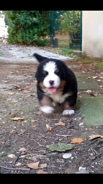 Cute puppy comming to say hello
