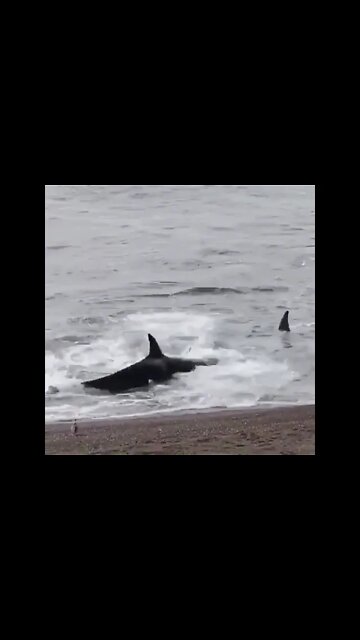 Real Sound Of Sea Animals 🤣#UbertainmentFun #Shorts #ytshorts #Dogs #Animals #Fun