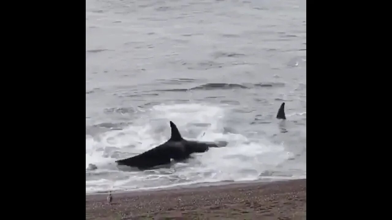 Real Sound Of Sea Animals 🤣#UbertainmentFun #Shorts #ytshorts #Dogs #Animals #Fun