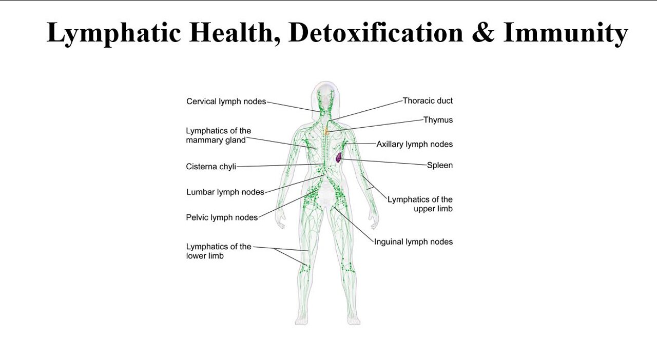 Lymph System Supplements - Health, Detoxification & Immunity