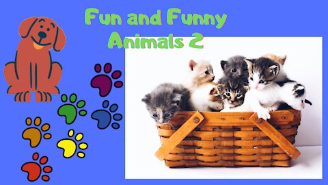 FUN AND FUNNY ANIMALS 2021 Part 2