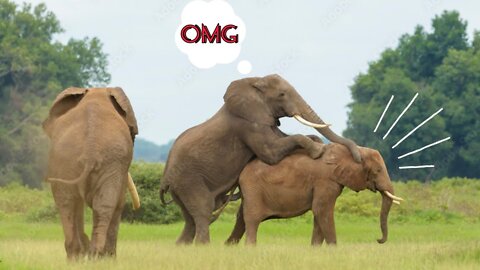 How do elephants mateing have you seen ever || Wild Animal