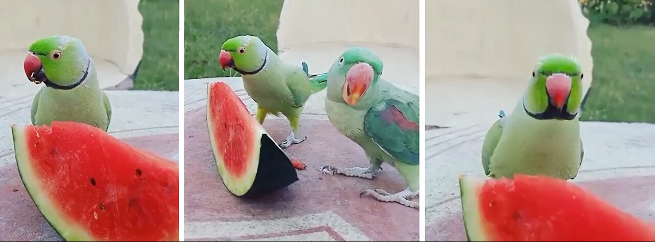 Two Parrots sharing a slice of a watermelon