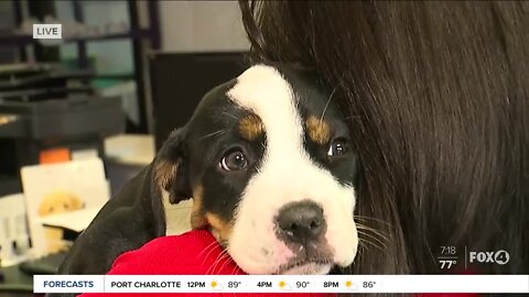 Pet of the Week: Millie at GCHS