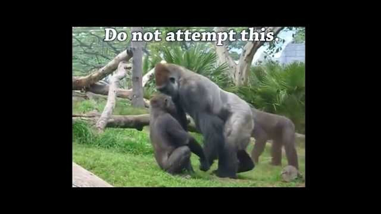 Gorilla vs Chimp? Ape Attacks