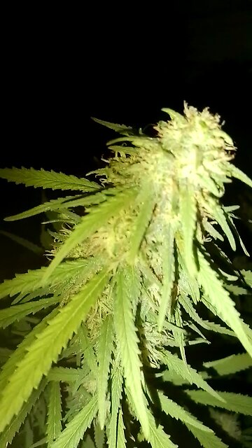 Cannabis Outdoor Nighttime