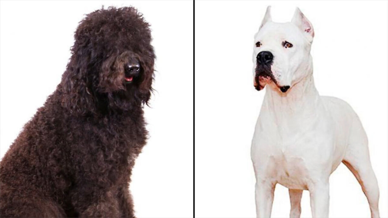 2 New Dog Breeds Recognized by the American Kennel Club