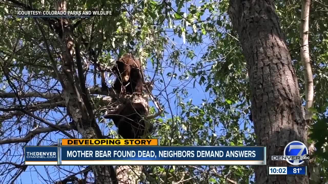 Reward for information on two orphaned bear cubs in Castle Pines