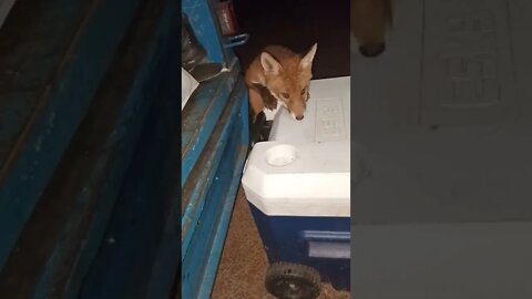 last clip on the Foxes. I promise. Cute little critters.