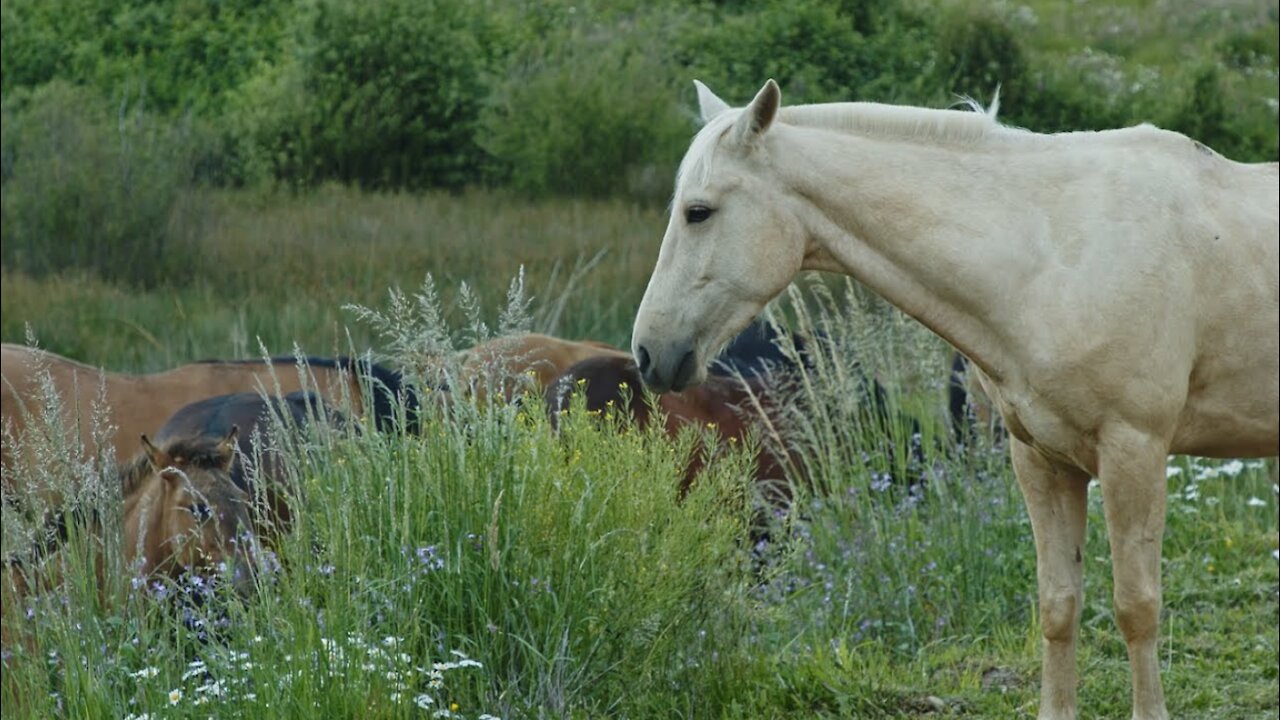 Horses-Beautiful Relaxing Music and Video for Stress Relief