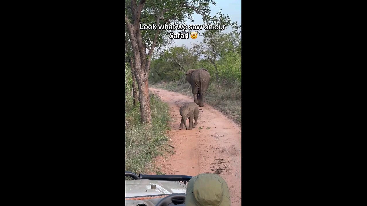 little Elephant🐘