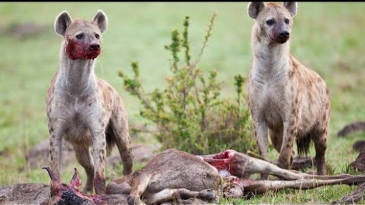 TOP 5 MOMENTS HYENA CLAN HAVE BREAKFAST