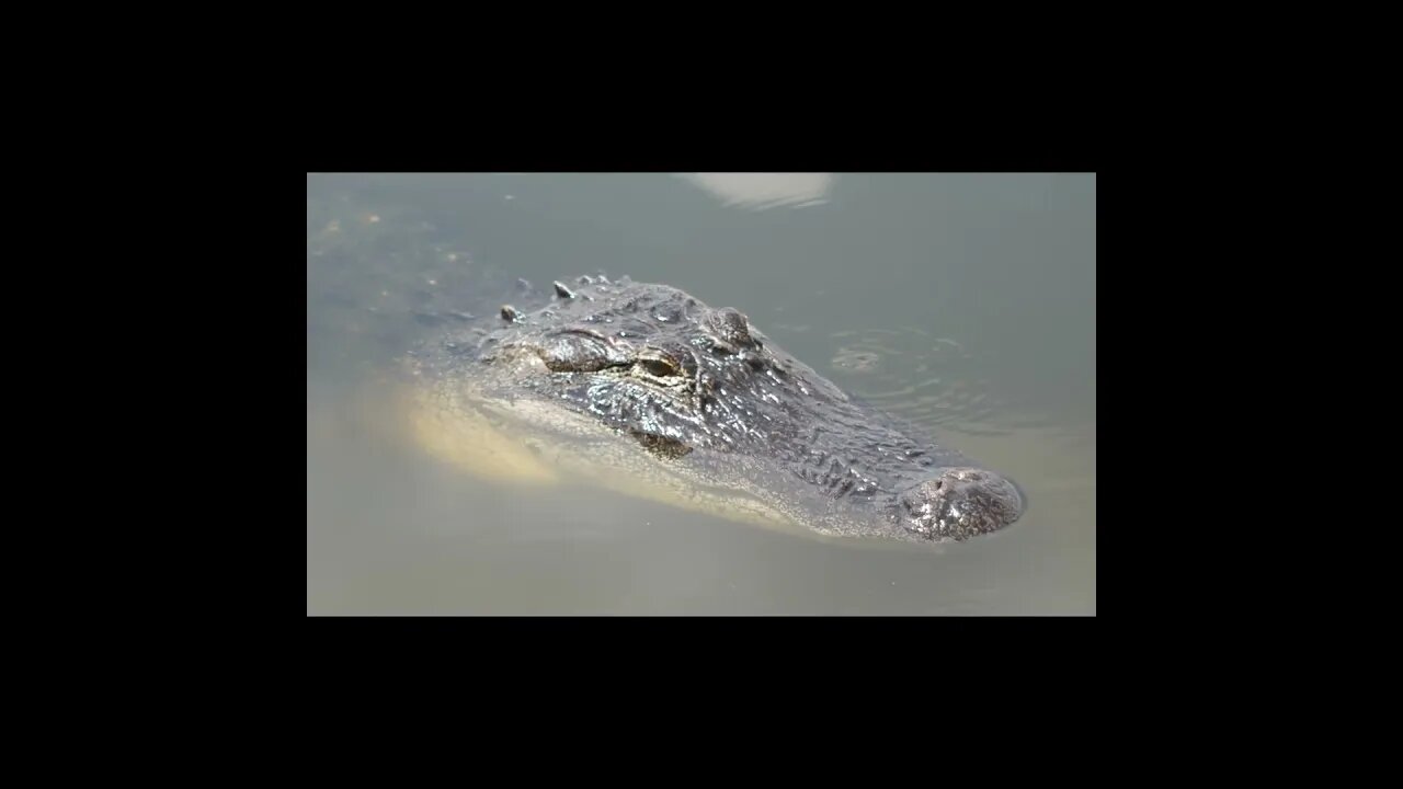 gator