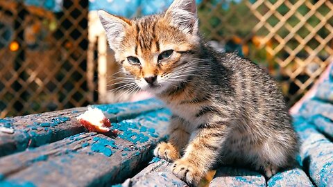 Homeless Grey kitten eating in slow motion