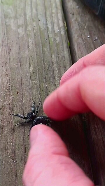Spider rescued from a trap!