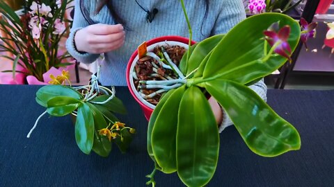 Why Orchid roots DON'T need light and clear pots