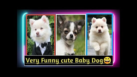 cute dog __ funny dog __ dog videos baby dog __ cute puppy __ puppy videos 2022.