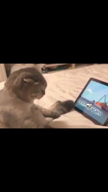 A cat watching a cartoon on his tablet